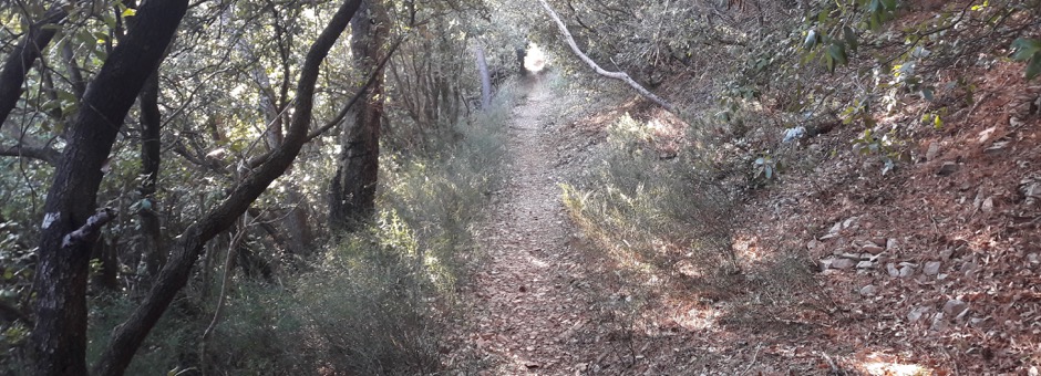 Sentiero in un bosco, che rappresenta la metafore del percorso personale di crescita, branca del Metodo Vibrazionale.