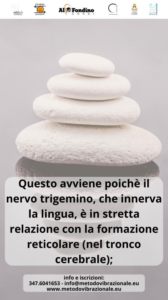 La lingua e la mandibola durante la fonazione